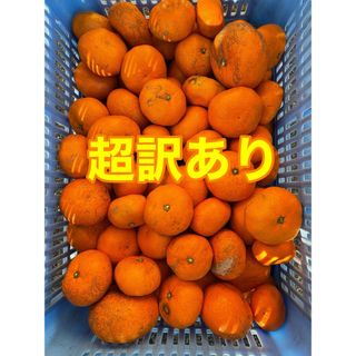 みかん　超訳あり　箱込み10kg    農薬不使用　小田原・江の浦産(フルーツ)