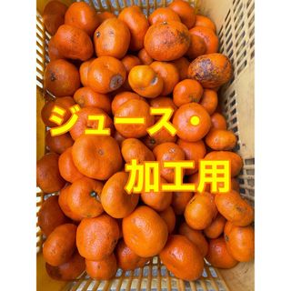 みかん　ジュース・加工用　箱込み10kg   農薬不使用　小田原・江の浦産(フルーツ)