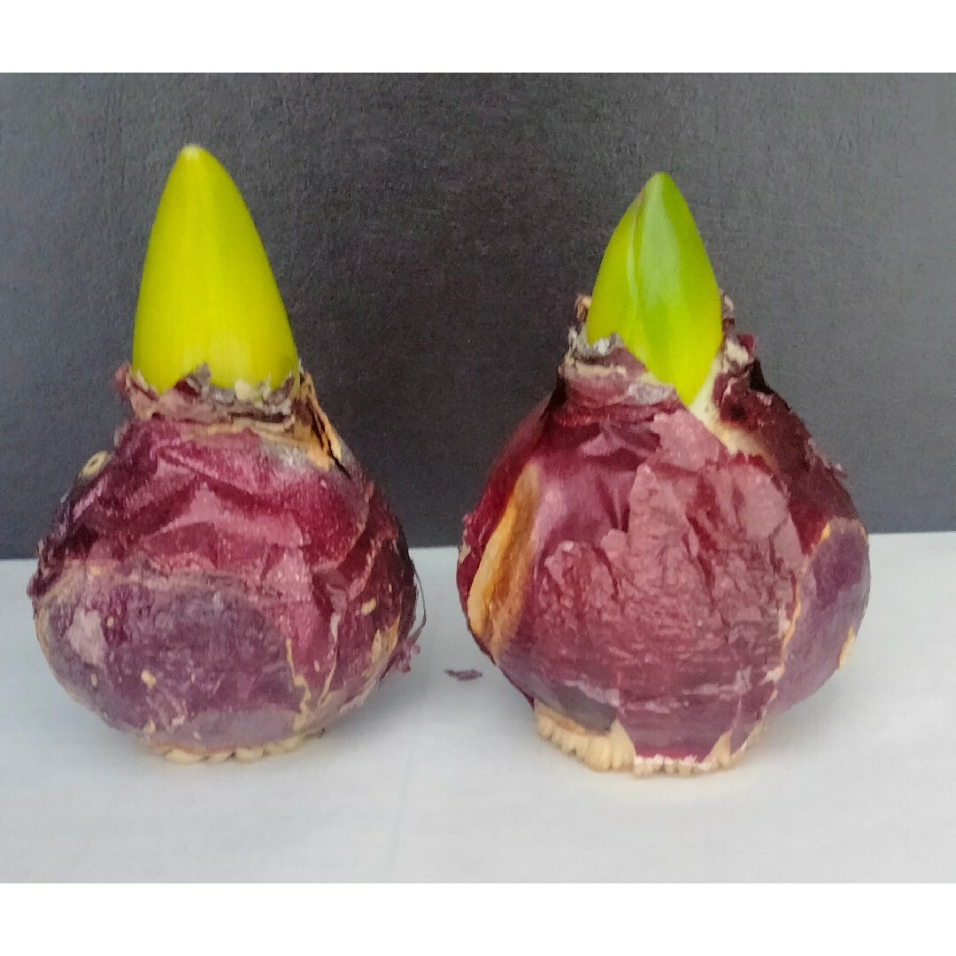 ヒヤシンス球根２球　桃色＆紫 ハンドメイドのフラワー/ガーデン(プランター)の商品写真