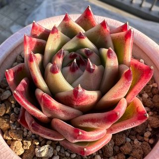 【人気品種】エケベリア　ブルードラゴン　多肉植物　韓国苗　カット苗　寄せ植え(その他)