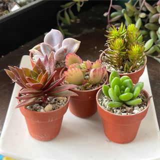 おまとめ中！39SALE！多肉植物^o^ カット苗5種セット(その他)