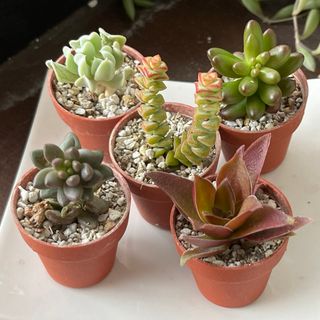 おまとめ中！39SALE！多肉植物^o^ カット苗5種セット(その他)