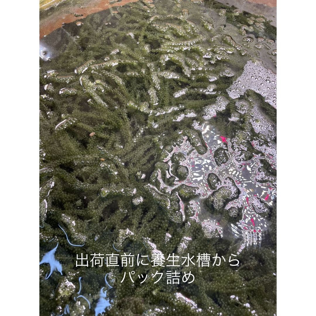 #海ぶどう　久米島産　海洋深層水育ち　80グラム×1パック 食品/飲料/酒の食品(その他)の商品写真