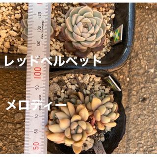 はる様専用　多肉植物　メロディー　レッドベルベット(その他)