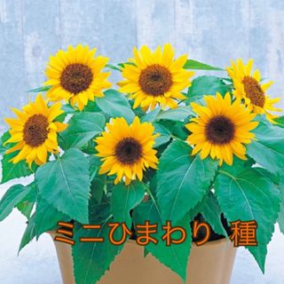 専用ページ ミニひまわりの種 花の種 50粒(その他)