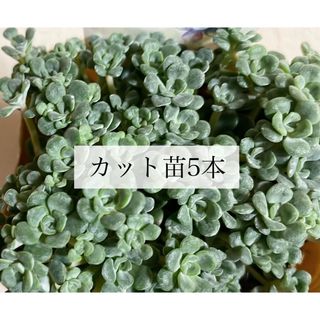 多肉植物　セダム　白雪ミセバヤ　ケープブランコ　カット苗　5本セット(その他)