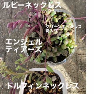 専用　多肉植物　グリーンネックレス斑入り　ルビーネックレス(その他)