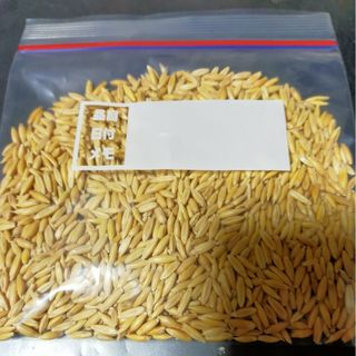 猫草　７０g　えん麦(ペットフード)