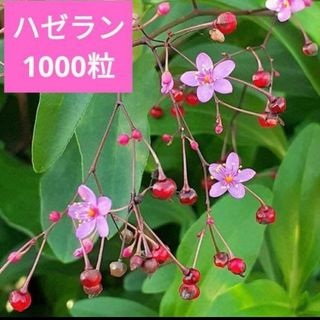 ハゼラン　三時草種1000粒(その他)