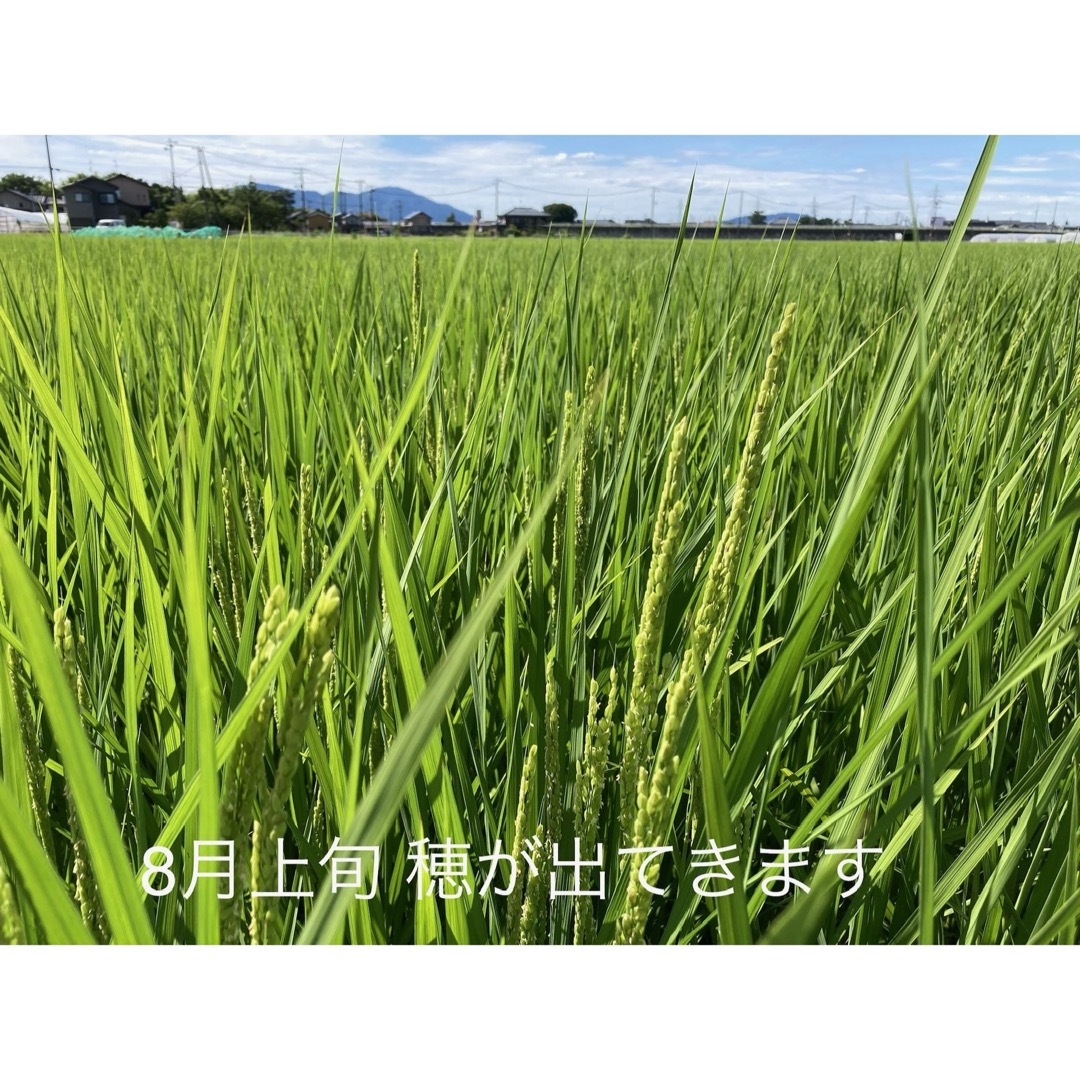 新潟県認証特別栽培米新潟県産コシヒカリBL玄米 20㌔ 田植え後農薬は除草剤のみ