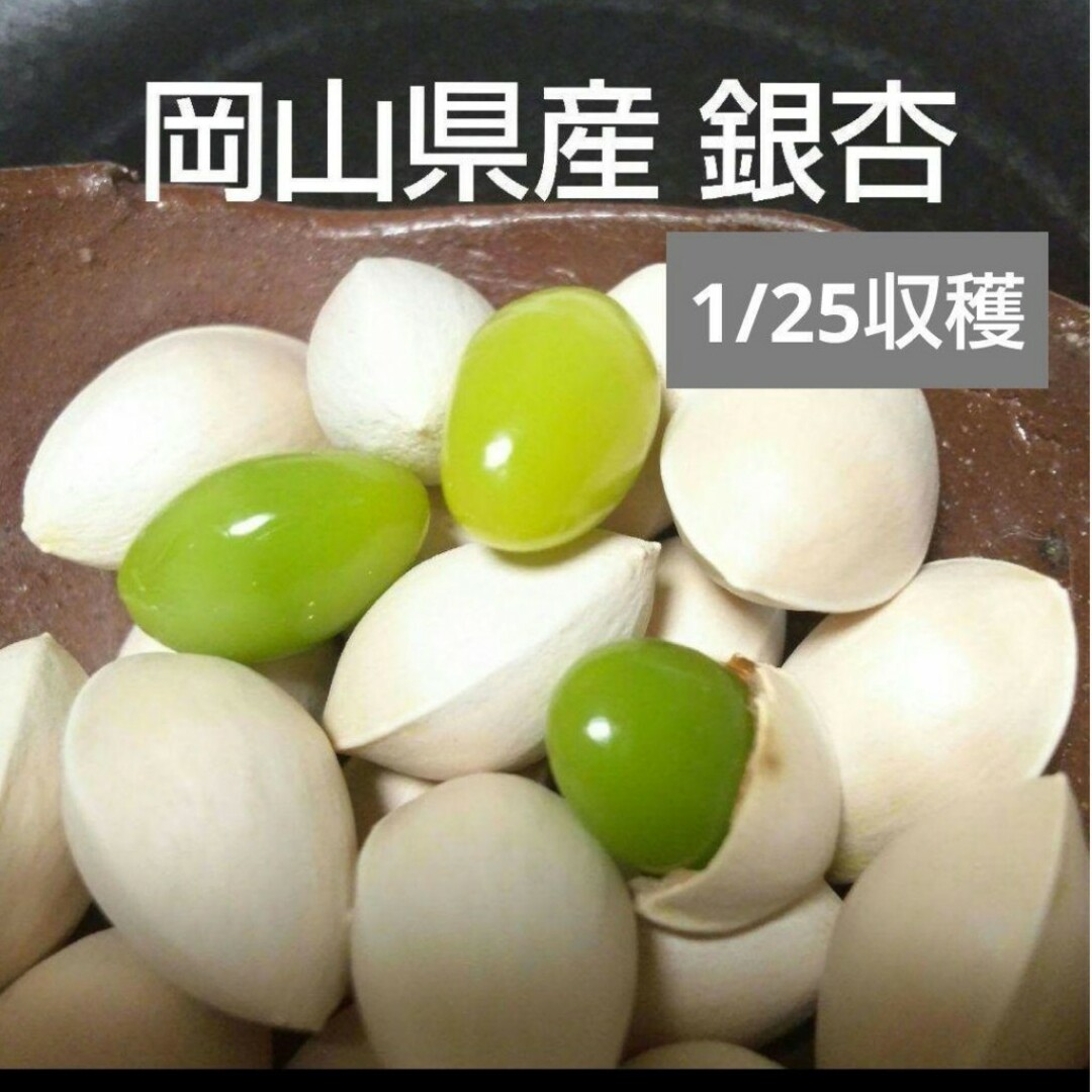 （令和6年）2024年 岡山県産 銀杏 ぎんなん 500g 栽培期間中農薬不使用 食品/飲料/酒の食品(野菜)の商品写真