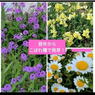 ,春蒔き3種セット　翌年からこぼれ種で発芽！(その他)