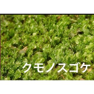 クモノスゴケ　苔　パルダリウム(その他)