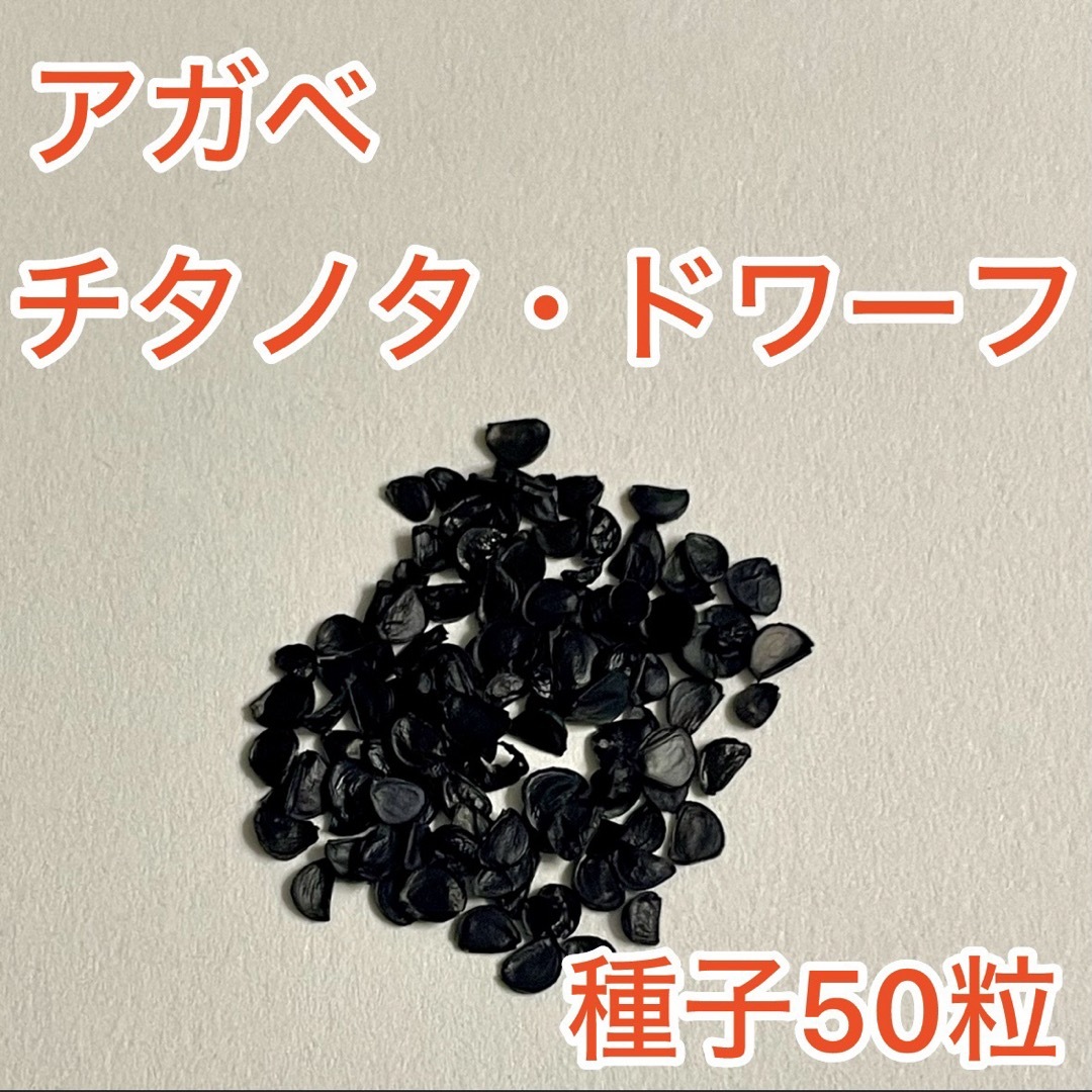 アガベ チタノタ ドワーフ　種子50粒 ハンドメイドのフラワー/ガーデン(その他)の商品写真