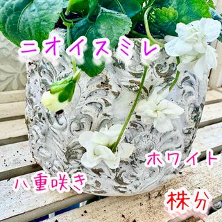 ニオイスミレ　八重咲き　ホワイト　蕾もあり　株分け　大　苗　スミレ　ハーブ(その他)