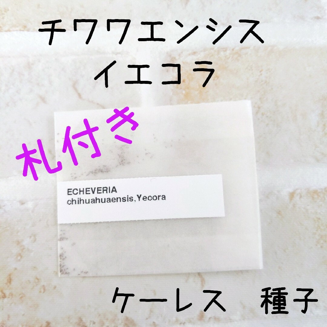 札付き!!チワワエンシスイエコラ　20粒+α　ケーレス　種子 ハンドメイドのフラワー/ガーデン(その他)の商品写真