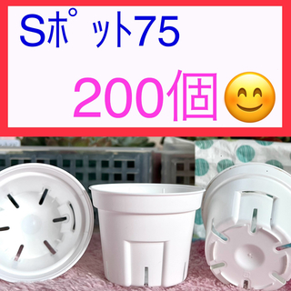 B①⑧  【Sポット75ｻｲｽﾞ】200個ｾｯﾄ★(プランター)