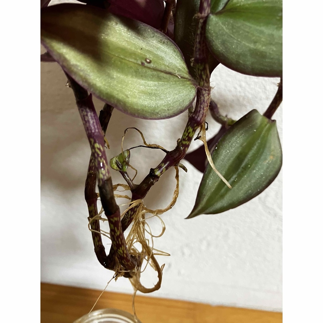 ゼブリナ　2本　観葉植物　加湿効果　ゆうパケット発送 ハンドメイドのフラワー/ガーデン(その他)の商品写真