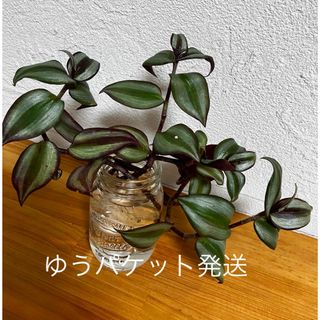 ゼブリナ　2本　観葉植物　加湿効果　ゆうパケット発送(その他)