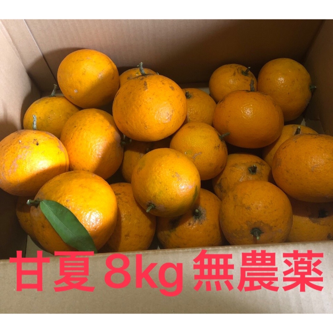 甘夏☺︎B級品☺︎箱込み8kg 食品/飲料/酒の食品(フルーツ)の商品写真