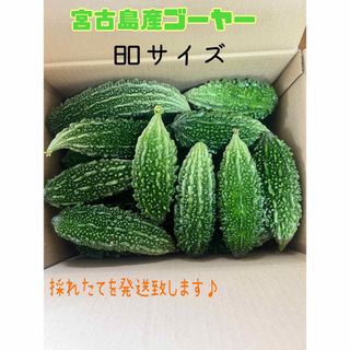 採れたて宮古島産ゴーヤー＊(野菜)