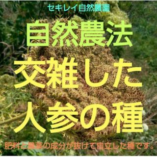 自然農法　交雑した人参の種(野菜)