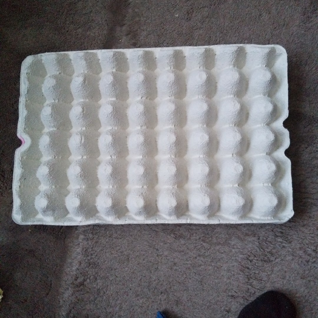 紙製 卵トレー 卵パック 昆虫飼育 卵紙パック 40穴 ６枚 その他のペット用品(爬虫類/両生類用品)の商品写真