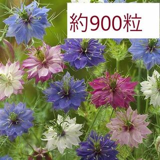 【花の種】約９００粒　ニゲラ　ミスジーキル　ミックス　5ｍｌ(プランター)