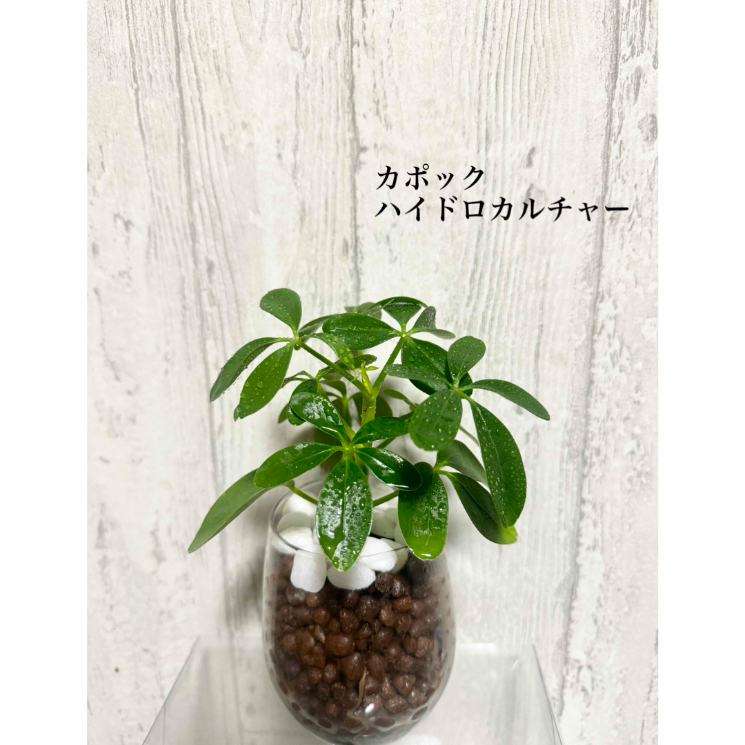 カポック　観葉植物　ハイドロカルチャー ハンドメイドのフラワー/ガーデン(ドライフラワー)の商品写真