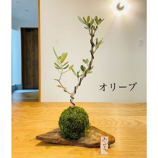 仕立てオリーブの苔玉(その他)