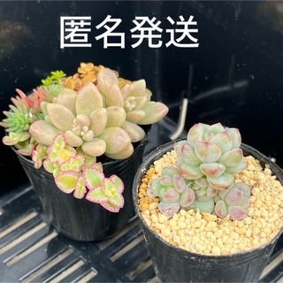 【抜き苗】バニラシフォン 多肉植物 センペルビウム 紅葉 プレステラ プラ鉢ちぃ_苗