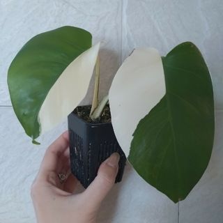 【SALE！】斑入りモンステラ　ホワイトタイガー　鉢植え　M00(その他)