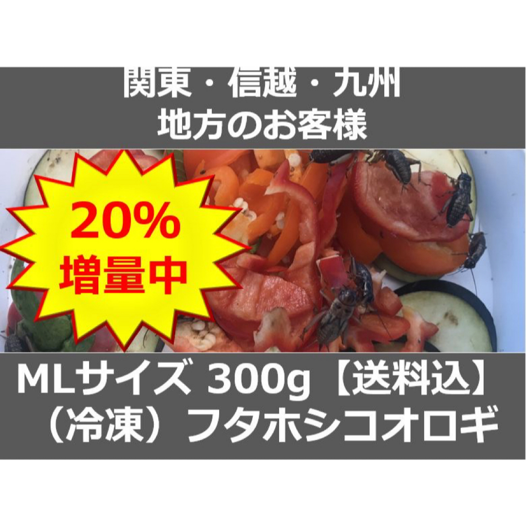 【関東・信越・九州の方】 360g  冷凍コオロギMLサイズ（フタホシコオロギ） その他のペット用品(爬虫類/両生類用品)の商品写真