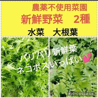 水菜　大根葉♥️合計200g以上〜ネコポスsize！(小動物)