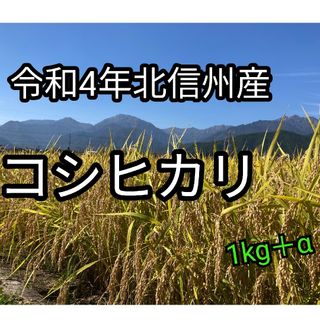 令和4年長野産コシヒカリ1kg　＋おまけ120g(米/穀物)