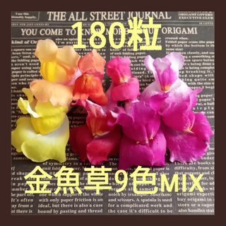 300粒　花色多い可憐な✦金魚草mix✦花の種(その他)