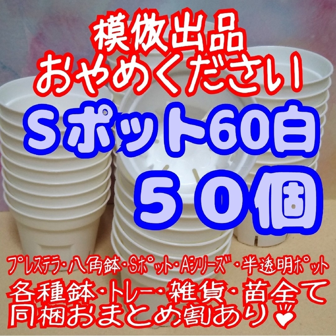 《Sポット60》白 50個 スリット鉢 プラ鉢 2号鉢相当 多肉植物 プレステラ ハンドメイドのフラワー/ガーデン(プランター)の商品写真