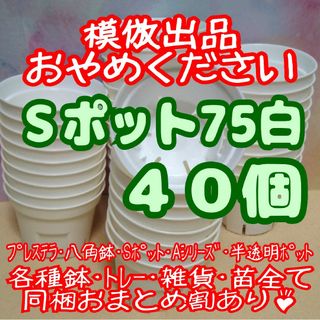 《Sポット75》白 40個 スリット鉢 プラ鉢2.5号鉢相当 多肉植物プレステラ(プランター)