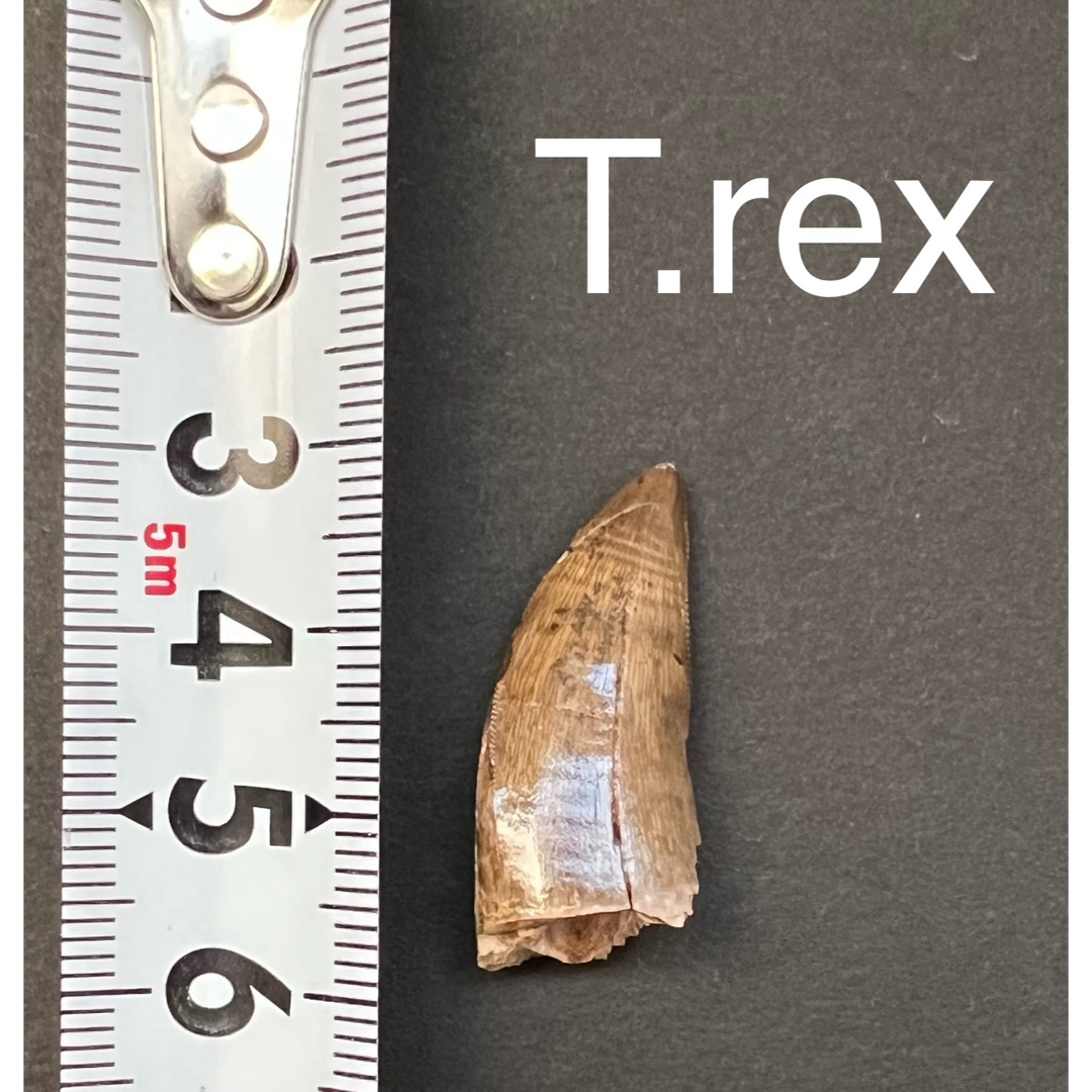 恐竜　ティラノサウルス・レックスの歯化石　キャラメルブラウン　約27mm エンタメ/ホビーのコレクション(その他)の商品写真