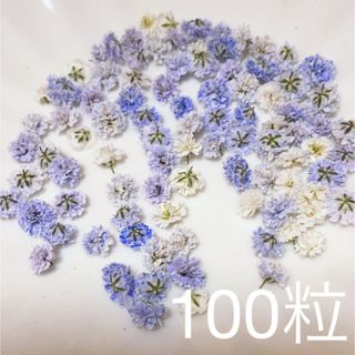 (01)かすみ草ドライフラワー100粒(ドライフラワー)