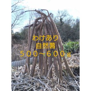 自然薯　四国山地　標高８００m山中が由来　わけあり５００〜６００ｇ(野菜)