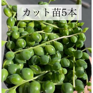 多肉植物　観葉植物　グリーンネックレス　カット苗　5本セット(その他)