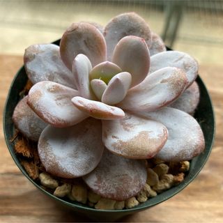 niko(*^^*)様専用の通販 by &FLOWER|ラクマ