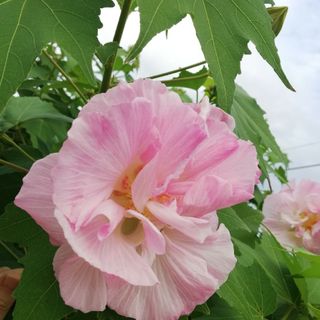 酔芙蓉の種50粒(その他)