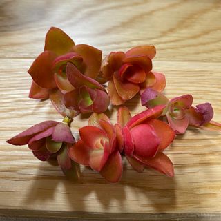 niko(*^^*)様専用の通販 by &FLOWER|ラクマ