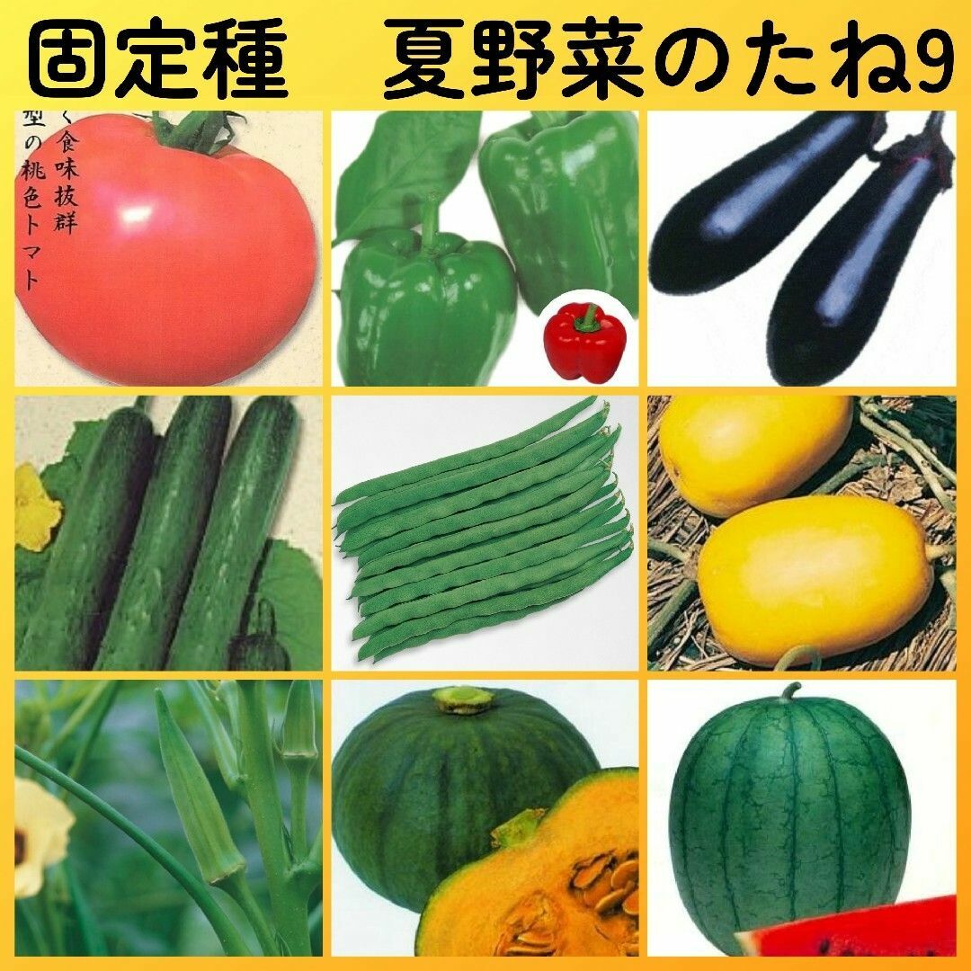 固定種夏野菜の種9●トマトピーマンナスキュウリインゲンマクワオクラカボチャスイカ ハンドメイドのフラワー/ガーデン(その他)の商品写真