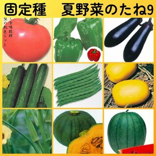 固定種夏野菜の種9●トマトピーマンナスキュウリインゲンマクワオクラカボチャスイカ(その他)