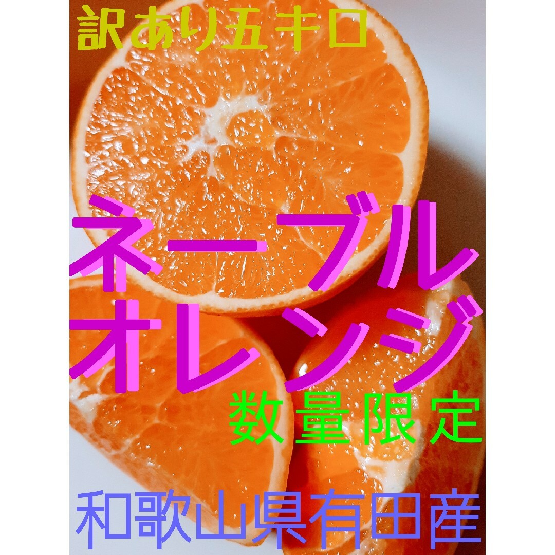 ネーブルオレンジ◆和歌山県有田産◆数量限定 食品/飲料/酒の食品(フルーツ)の商品写真