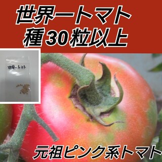 世界一トマト 種30粒以上【固定種】(プランター)
