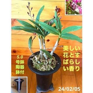 現品　デンドロビウム　キンギアナム：ダークジョイ　5号蘭陶器鉢植え　香(プランター)